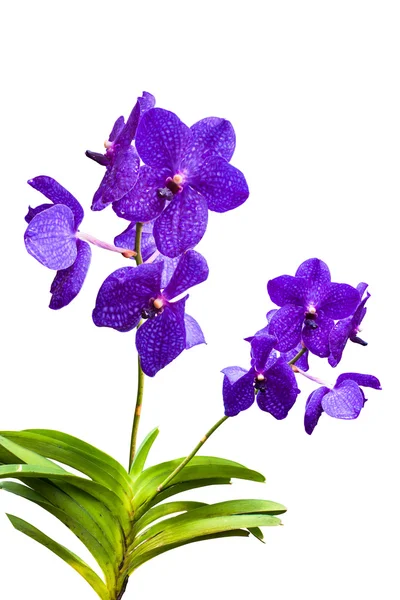 Thajské květy orchidejí. — Stock fotografie
