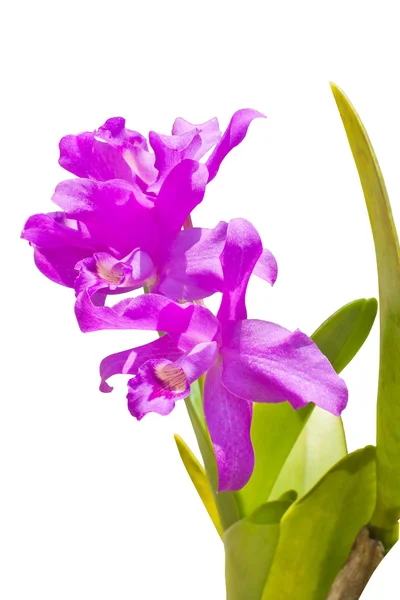 Thailändische Orchideenblüten. — Stockfoto