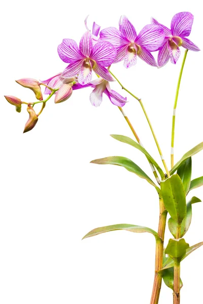 Thailändische Orchideenblüten. — Stockfoto