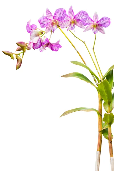 Thai orchid blommor. — Stockfoto