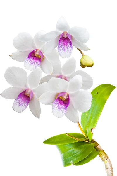 Thailändische Orchideenblüten. — Stockfoto