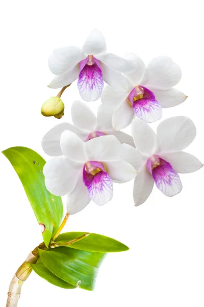 Thai orchid blommor. — Stockfoto