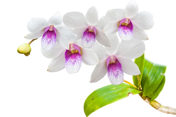 Flores de orquídea tailandesa . — Foto de Stock