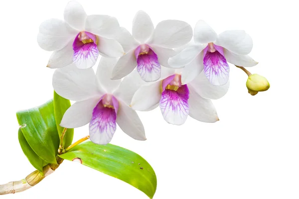 Flores de orquídea tailandesa . —  Fotos de Stock