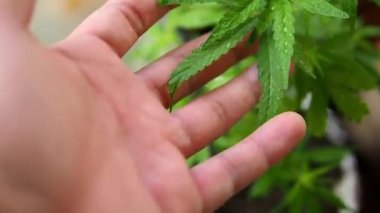 Esrar tarlasında marihuana bitkileri, kenevir tarlasında yetişen kenevir sativa bitkisi, tıbbi ve biyoloji konsepti, kenevir aile bitkisi, çiçek verme dönemi