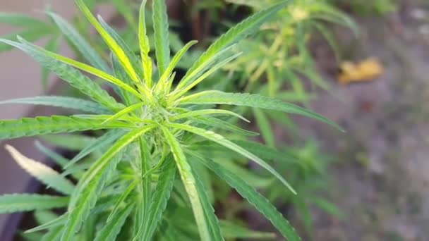 Marihuána Növények Füves Gazdaság Cannabis Sativa Növény Kenderfarm Orvosi Biológia — Stock videók
