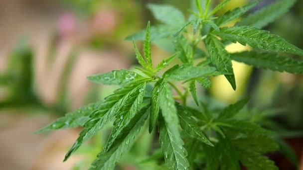 Plantas Maconha Fazenda Pote Cannabis Sativa Planta Crescendo Uma Fazenda — Vídeo de Stock