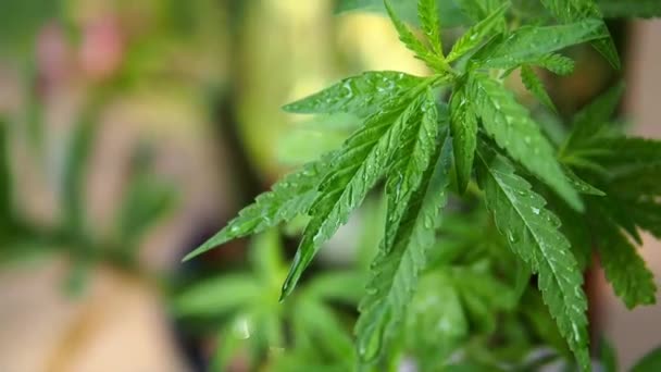 Φυτά Μαριχουάνας Φυτεία Μαριχουάνας Φυτά Cannabis Sativa Που Καλλιεργούνται Ένα — Αρχείο Βίντεο
