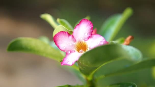 Аденієві Квіти Ожиріння Рожева Квітка Аденію Вітром Дме — стокове відео