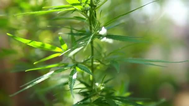 Marijuana Plants Pot Farm Cannabis Sativa Plant Growing Hemp Farm — Stock Video