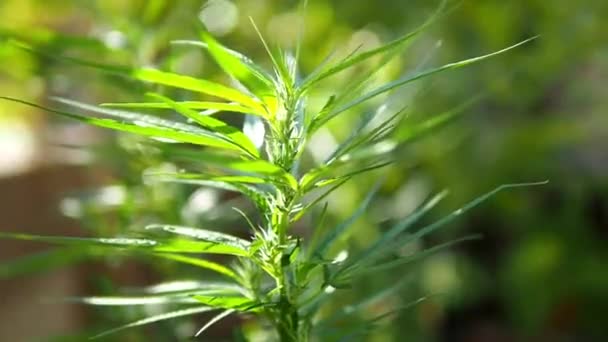 Plantas Marihuana Granja Marihuana Planta Cannabis Sativa Creciendo Una Granja — Vídeo de stock