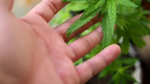 Plantas Maconha Fazenda Pote Cannabis Sativa Planta Crescendo Uma Fazenda — Vídeo de Stock