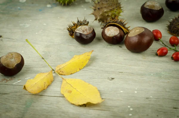 Herfst kastanjes en pijl — Stockfoto