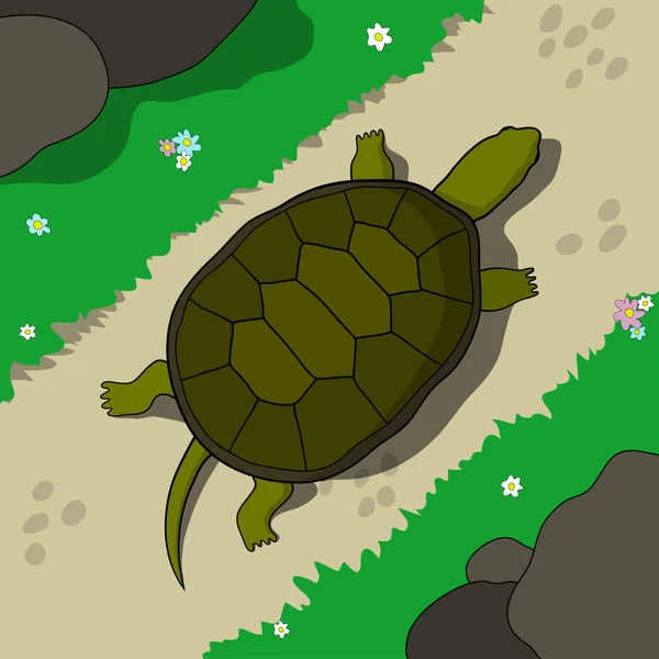 Krypande sköldpadda — Stock vektor