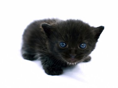  Yavru kedi benim
