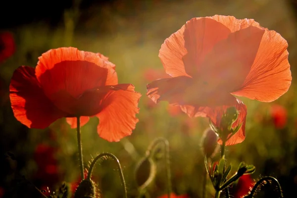 Coquelicots sauvages — Photo