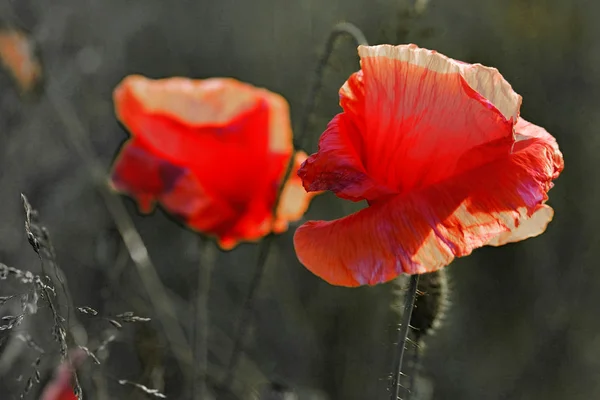 Coquelicots sauvages — Photo