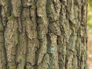 Ağacın güzel kaba gövdesi. Yüksek kalite fotoğraf.