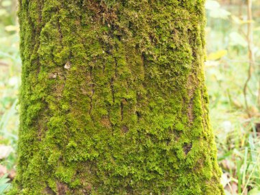 Ağaçtaki güzel yeşil yosun. Yüksek kalite fotoğraf.