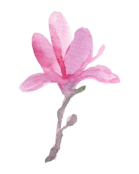 Aquarelle Magnolia — Image vectorielle