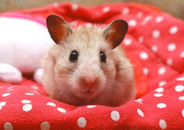 Kırmızı ve beyaz benekli desenli bir arkaplanda hamster.