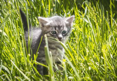 Küçük gri tüylü kedi yavrusu dışarıda, yeşil çimlerde oynanıyor..