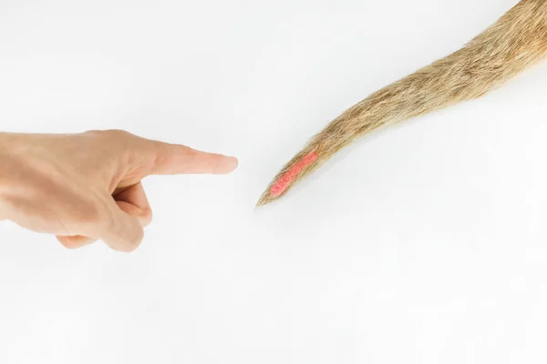 Mão Médico Aponta Uma Cauda Cão Doente Fundo Branco Isolado — Fotografia de Stock