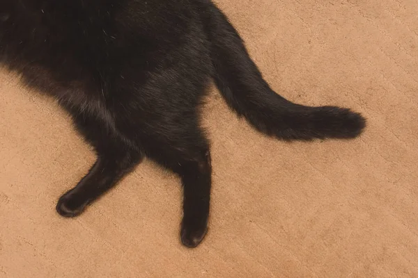 一只黑色家猫的尾巴和后腿躺在家里的地毯上 — 图库照片