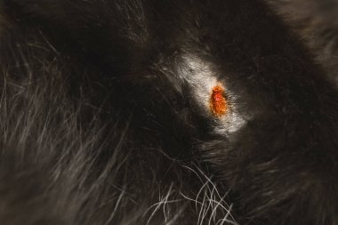 Siyah kedinin pençesinde bir yara, yakın plan..