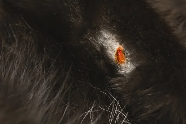 黒猫の背景の上に傷 クローズアップ — ストック写真