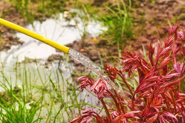 Riego Flores Parterre Agua Vierte Manguera Cultivo Flores Peonías Primer — Foto de Stock