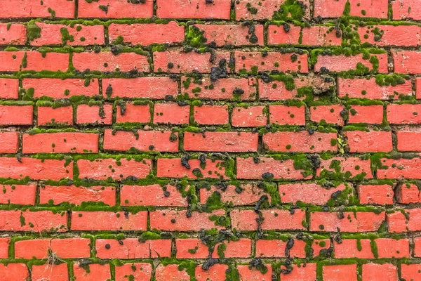 Gammal Brun Röd Tegelvägg Med Mögel Eller Grön Mossa Konsistens — Stockfoto