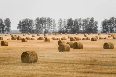 Büyük sarı bir mısır tarlasında saman yığınları. Açık havada tarım deposu.