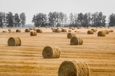 Büyük sarı bir mısır tarlasında saman yığınları. Açık havada tarım deposu.
