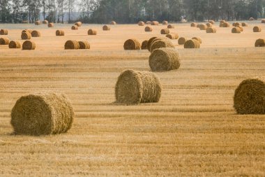 Büyük sarı bir mısır tarlasında saman yığınları. Açık havada tarım deposu.