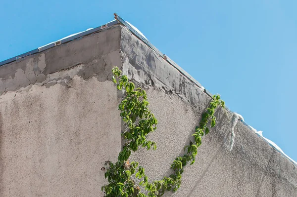 Natürliche Vegetation Efeu Grüne Reben Der Wand Eines Betonhauses — Stockfoto