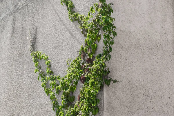 Natural Vegetation Ivy Green Vine Wall Concrete House — Stock Photo, Image