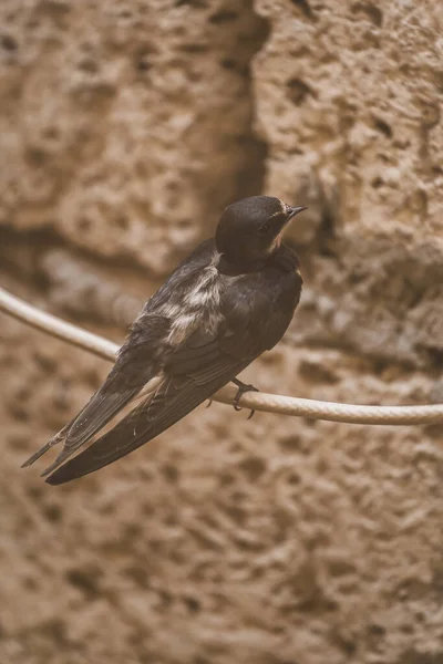 Svälj Fågel Sitter Tråd Mot Bakgrund Tegelsten Skal Djur Och — Stockfoto