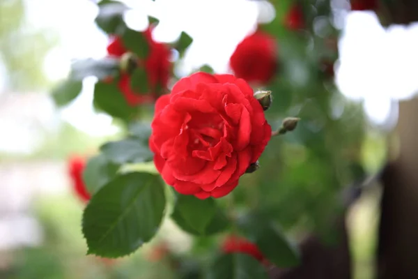 Lindos botões de rosa florescem em nosso jardim e são agradáveis aos olhos — Fotografia de Stock