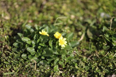 Yalnız, sık bir sabah ormanında yeşil çimenler ve çimenler