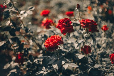 Doğada kocaman bir buket gül.