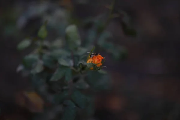 Enorme abejorro se sienta en una rosa amarilla polinatos — Foto de Stock