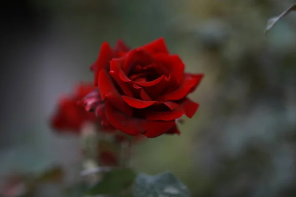 The scarlet red rose bloomed in the botanical garden — Stock Photo, Image