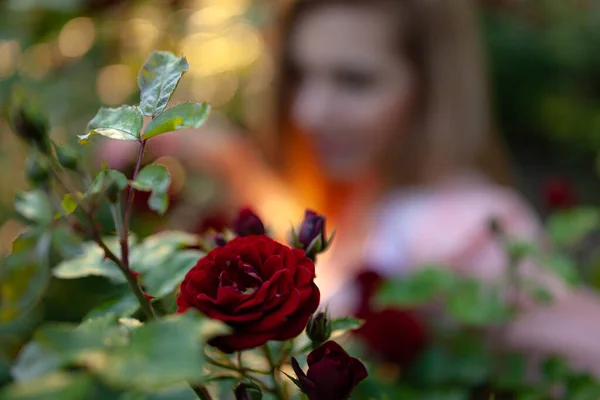 De beaux boutons de rose fleurissent dans notre jardin et sont agréables à l'œil — Photo