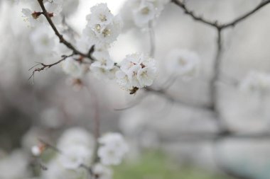 Kayısı tomurcuklanır ve herkesi mutlu eder.