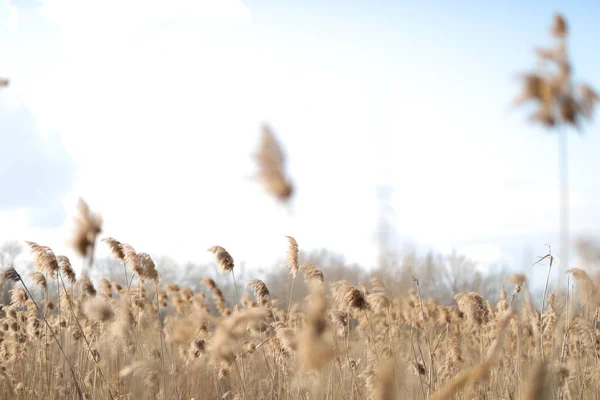 Blommande frodiga spikelets utvecklas i vinden i fältet — Stockfoto