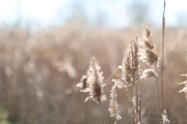 Blommande frodiga spikelets utvecklas i vinden i fältet — Stockfoto