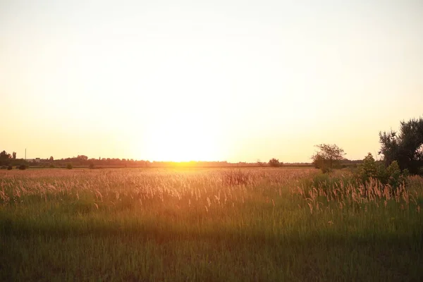 Splendido tramonto su un immenso campo immerso nel verde — Foto Stock