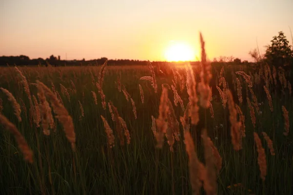 Splendido tramonto su un immenso campo immerso nel verde — Foto Stock