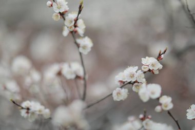 Kayısı tomurcuklanır ve herkesi mutlu eder.